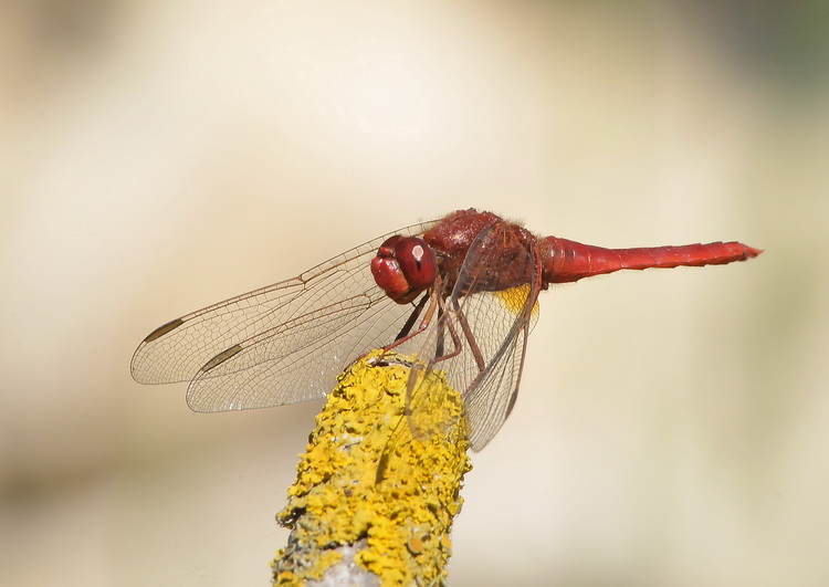 Crocothemis erythraea